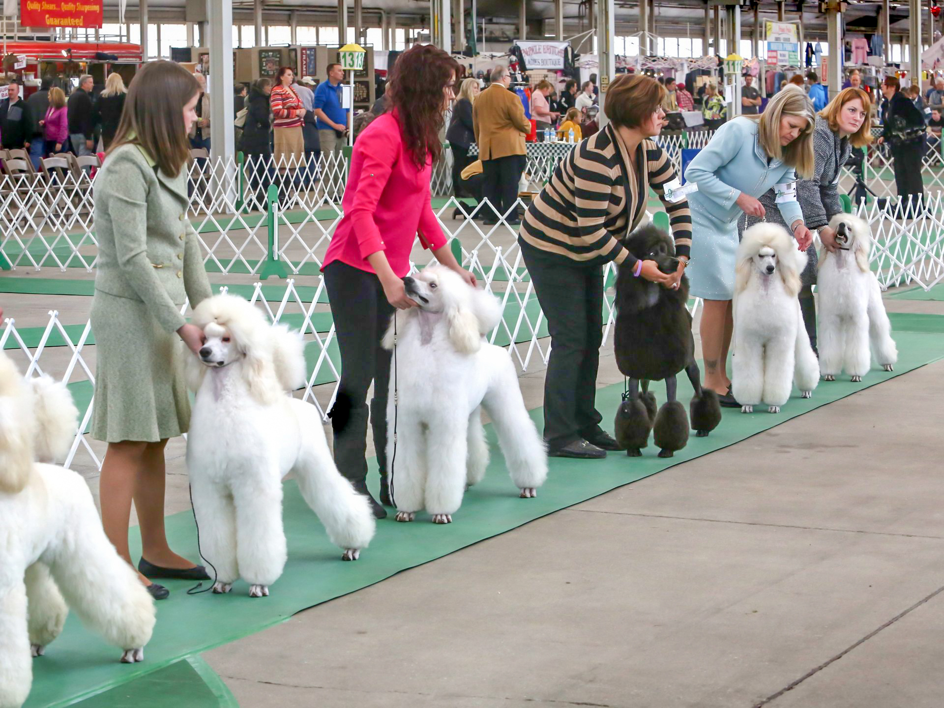 INDY WINTER CLASSIC DOG SHOW The Reflector