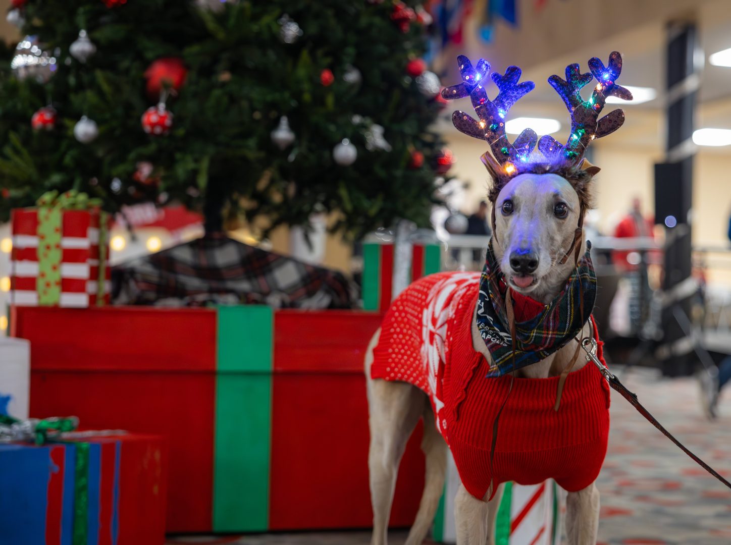 Grady the Greyhound by Christmas tree inside student center