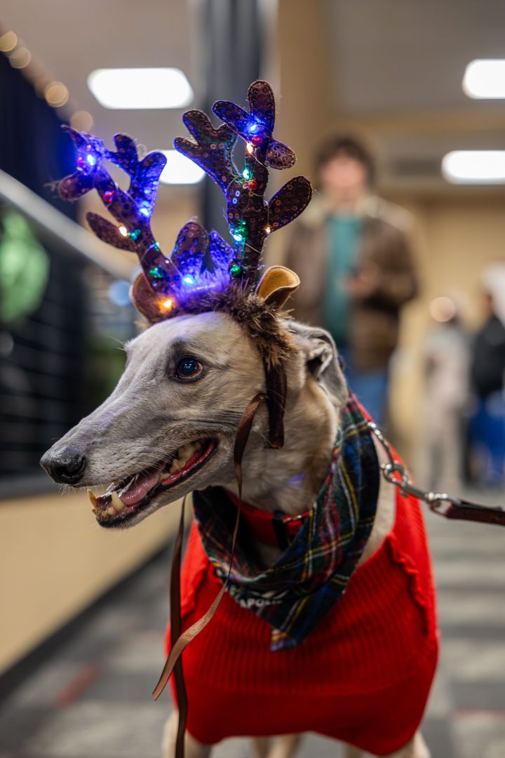 Grady the Greyhound smiling with antlers