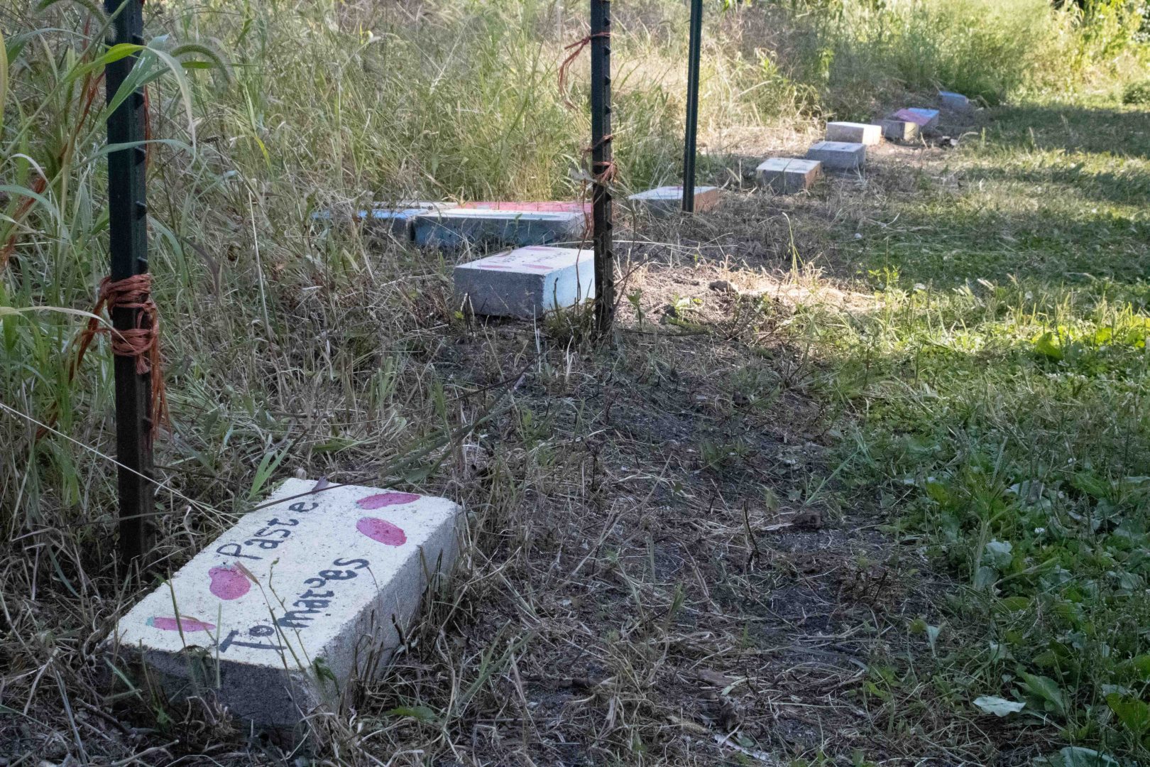 Tomatoes in UIndy garden